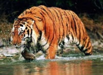 Dooars Wild Life Experience Tour