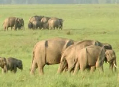 Haridwar To Raja Ji National Park Tour