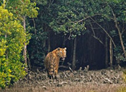 Sajnakhali - Do-Baki - Sudhannakhali - Gosaba - Pakhiralay Tour