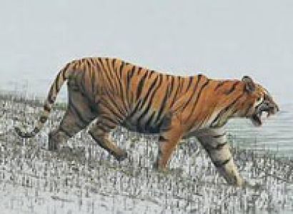Sajnakhali Wildlife Sanctuary Tour