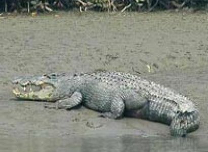 5Days 4Nights(Sundarban Tiger safari)