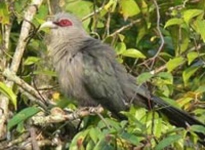 Sundarban winter package