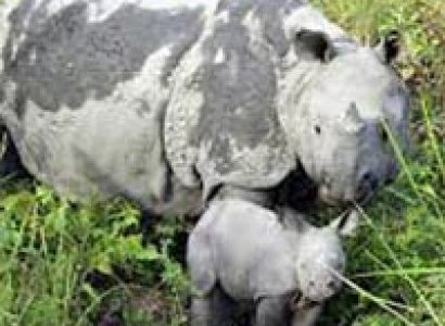 Kaziranga Weekend Package