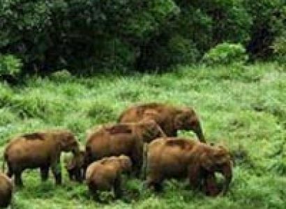 Munnar - Thekkady - Cochin 4 Days / 3 Nights Tour