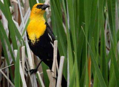 Bird Watching in Bhutan Tour
