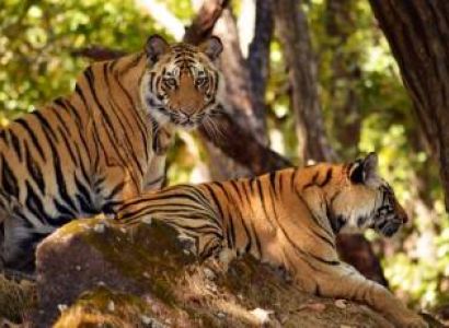 Temple's and Tiger's of M.p Tour