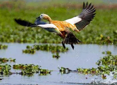 Mishmi Hill Birding Tour