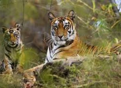 Corbett – Nainital Tour