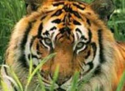 Nainital with Corbett Tour