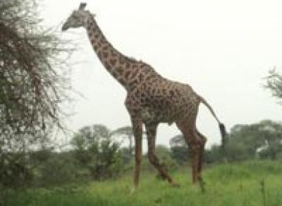 Lodge Safari Package