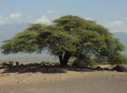 Ngorongoro Crater Highlands Trekking Tour