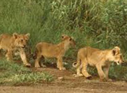 Short Escape to Gir Tour