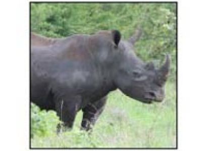 4 Days Masai Mara - Lake Nakuru Safari Tour