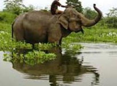 Nameri - Kaziranga Bird Watching break Tour