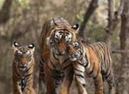 Incredible Manas National Park Tour