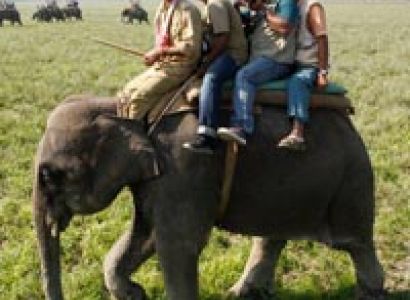 Wild safari Assam Tour