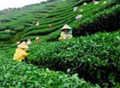 Remarkable Assam Tour