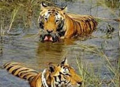 Manas National Park Tour