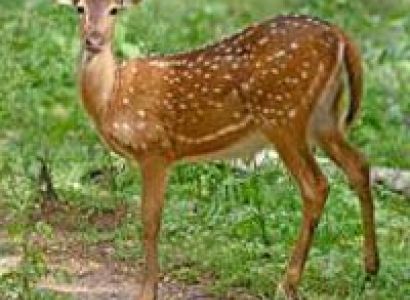 Kaziranga - Nameri - Pobitora Wildlife Sanctuary Tour