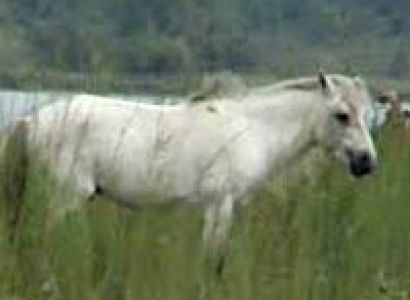 Dibru Saikhowa National Park - Gibbon Wls - Kaziranga Np - Nameri Np - Manas Np Tour