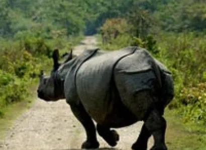 Wildlife Tour Of Assam Tour