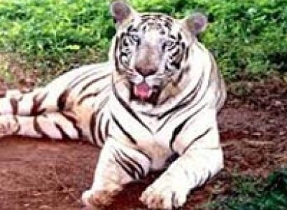 Orissa Wildlife Tour