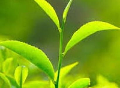 Foot Loose and Fancy Free Tour