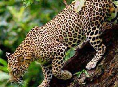 Short Escape to Bandipur National Park