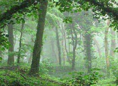 Hill Stations of South India Tour