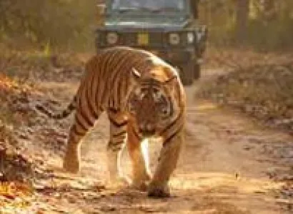 Kanha National Park Tour