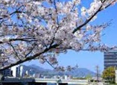 TZ002 : Cherry Blossom special Tour