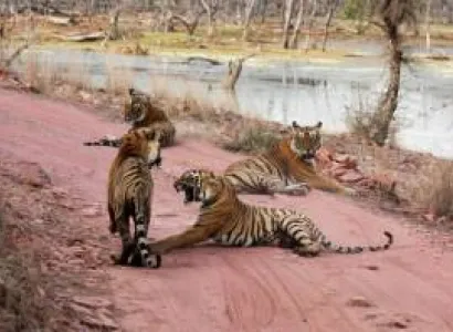 Jaipur With Ranthambhore Tour
