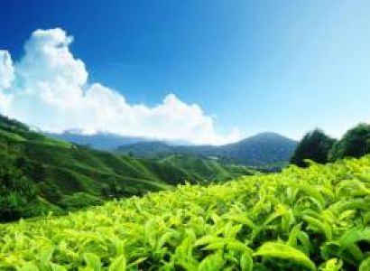 Darjeeling Honeymoon Packages