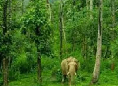 Wayanad Tour