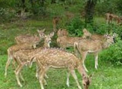 Short Escape to Bandipur National Park Tour