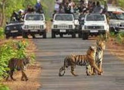 Maharashtra Wildlife Tour
