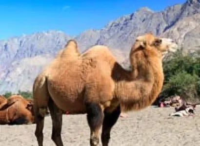 Amazing Ladakh with Nubra Valley