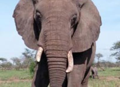 3 days safari experience Tour