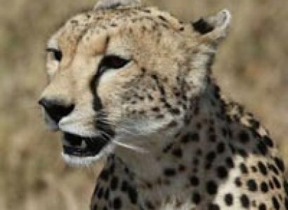 The Top Safari Destinations Tour