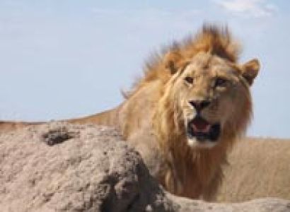 7 Days In The Wild Tour