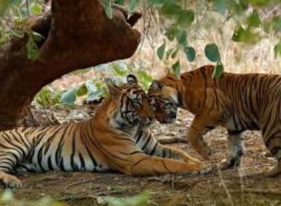 4 Night - 5 Days Delightful Rajasthan Tour