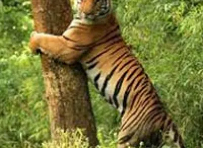 Exotic Tour of Odisha