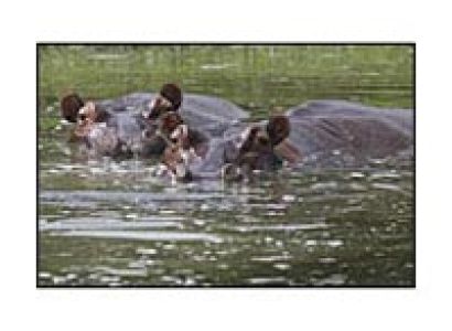 Uganda Nile Exploration Tour