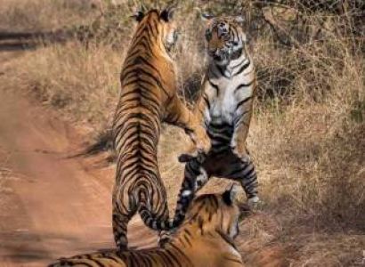 Ranthambhore Tour
