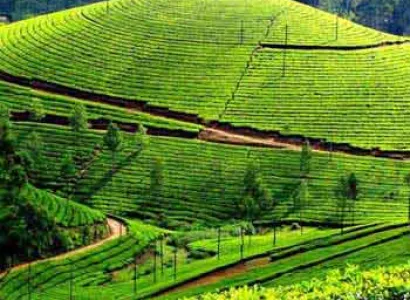 Munnar Tour Package
