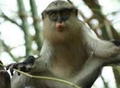 Tafi Atome monkey sanctuary Tour