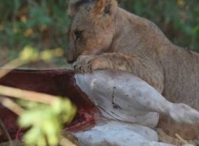 7 Days Amboseli - Nakuru- Naivasha and Masai Mara Budget Tour