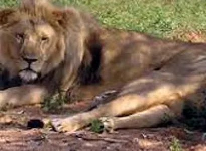 Wildlife and Heritage of Gujarat Tour