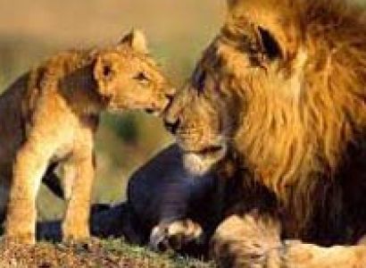 Wildlife Safari in Gujarat Tour