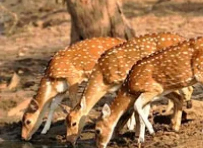 Short Escape to Gir Tour